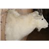 Image 4 : MOUNTAIN GOAT Shoulder Mount