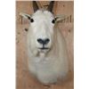 Image 5 : MOUNTAIN GOAT Shoulder Mount