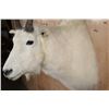 Image 6 : MOUNTAIN GOAT Shoulder Mount