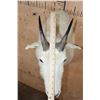 Image 7 : MOUNTAIN GOAT Shoulder Mount
