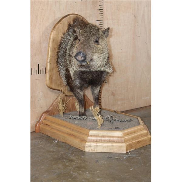 Big Half-body JAVELINA on a Wood Plaque and Base