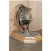 Image 1 : Big Half-body JAVELINA on a Wood Plaque and Base