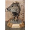 Image 2 : Big Half-body JAVELINA on a Wood Plaque and Base