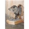 Image 3 : Big Half-body JAVELINA on a Wood Plaque and Base