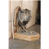 Image 4 : Big Half-body JAVELINA on a Wood Plaque and Base