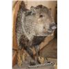 Image 5 : Big Half-body JAVELINA on a Wood Plaque and Base
