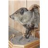 Image 6 : Big Half-body JAVELINA on a Wood Plaque and Base