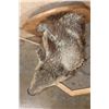 Image 7 : Big Half-body JAVELINA on a Wood Plaque and Base