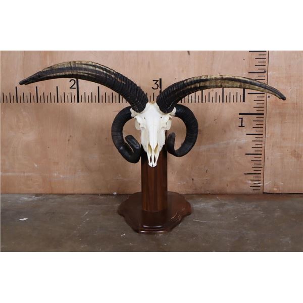 XL 4-Horned JACOB SHEEP Skull on a Wood Floor or Table Pedestal