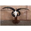 Image 1 : XL 4-Horned JACOB SHEEP Skull on a Wood Floor or Table Pedestal
