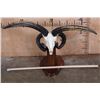 Image 2 : XL 4-Horned JACOB SHEEP Skull on a Wood Floor or Table Pedestal