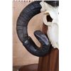 Image 3 : XL 4-Horned JACOB SHEEP Skull on a Wood Floor or Table Pedestal