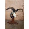 Image 5 : XL 4-Horned JACOB SHEEP Skull on a Wood Floor or Table Pedestal
