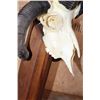 Image 6 : XL 4-Horned JACOB SHEEP Skull on a Wood Floor or Table Pedestal