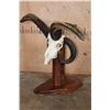 Image 7 : XL 4-Horned JACOB SHEEP Skull on a Wood Floor or Table Pedestal