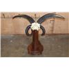 Image 8 : XL 4-Horned JACOB SHEEP Skull on a Wood Floor or Table Pedestal