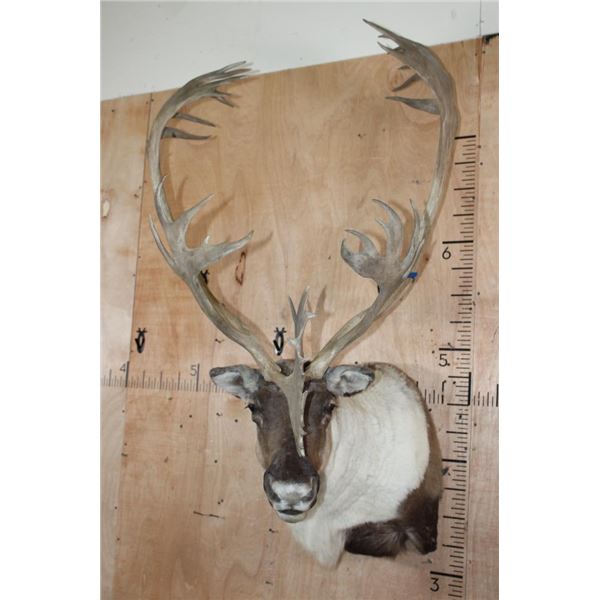 Big 34-Point CARIBOU Shoulder Mount with Removable Antlers