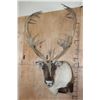 Image 1 : Big 34-Point CARIBOU Shoulder Mount with Removable Antlers
