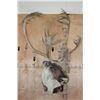 Image 2 : Big 34-Point CARIBOU Shoulder Mount with Removable Antlers