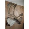 Image 3 : Big 34-Point CARIBOU Shoulder Mount with Removable Antlers