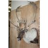 Image 4 : Big 34-Point CARIBOU Shoulder Mount with Removable Antlers