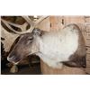 Image 5 : Big 34-Point CARIBOU Shoulder Mount with Removable Antlers