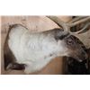 Image 6 : Big 34-Point CARIBOU Shoulder Mount with Removable Antlers