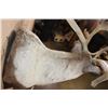 Image 7 : Big 34-Point CARIBOU Shoulder Mount with Removable Antlers