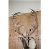 Image 8 : Big 34-Point CARIBOU Shoulder Mount with Removable Antlers