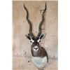 Image 1 : XL BLACKBUCK Shoulder Mount