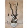 Image 2 : XL BLACKBUCK Shoulder Mount