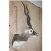 Image 3 : XL BLACKBUCK Shoulder Mount