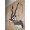 Image 4 : XL BLACKBUCK Shoulder Mount