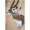 Image 5 : XL BLACKBUCK Shoulder Mount