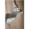 Image 6 : XL BLACKBUCK Shoulder Mount