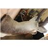 Image 7 : XL BLACKBUCK Shoulder Mount