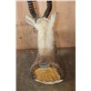 Image 9 : XL BLACKBUCK Shoulder Mount