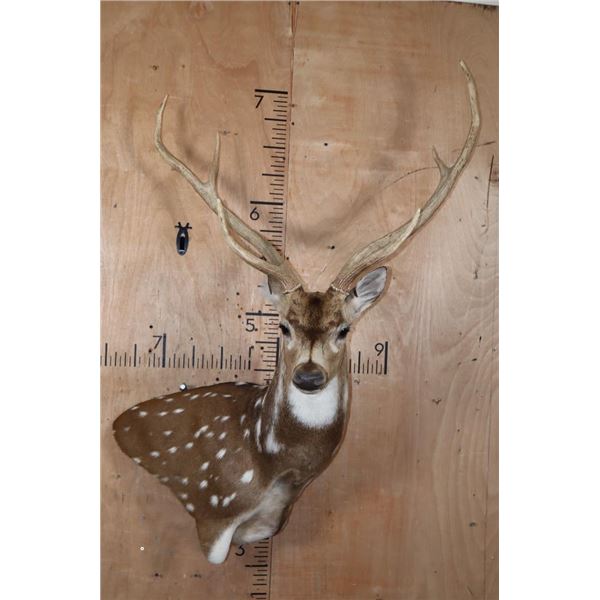 Big AXIS DEER Wall Pedestal Mount