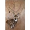 Image 1 : Big AXIS DEER Wall Pedestal Mount