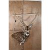 Image 2 : Big AXIS DEER Wall Pedestal Mount