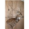 Image 3 : Big AXIS DEER Wall Pedestal Mount
