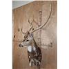 Image 4 : Big AXIS DEER Wall Pedestal Mount