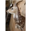 Image 5 : Big AXIS DEER Wall Pedestal Mount