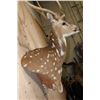 Image 6 : Big AXIS DEER Wall Pedestal Mount