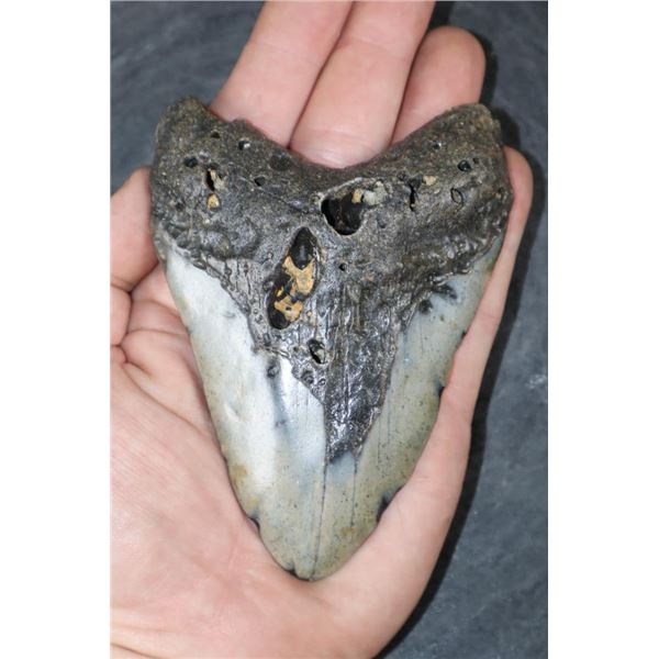 XXL MEGALODON Shark Tooth Fossil Specimen