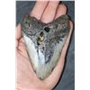 Image 1 : XXL MEGALODON Shark Tooth Fossil Specimen