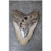 Image 2 : XXL MEGALODON Shark Tooth Fossil Specimen