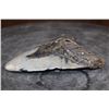 Image 3 : XXL MEGALODON Shark Tooth Fossil Specimen