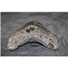 Image 5 : XXL MEGALODON Shark Tooth Fossil Specimen