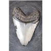 Image 6 : XXL MEGALODON Shark Tooth Fossil Specimen